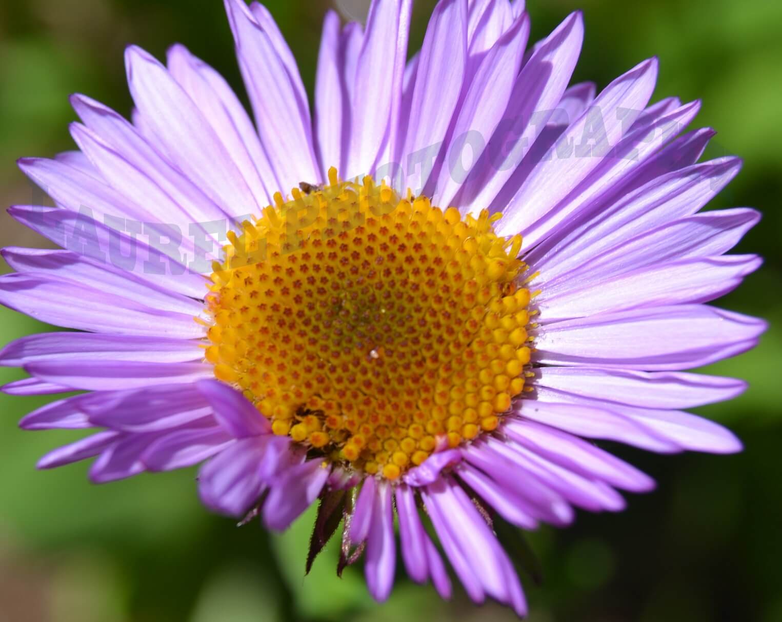 Aster