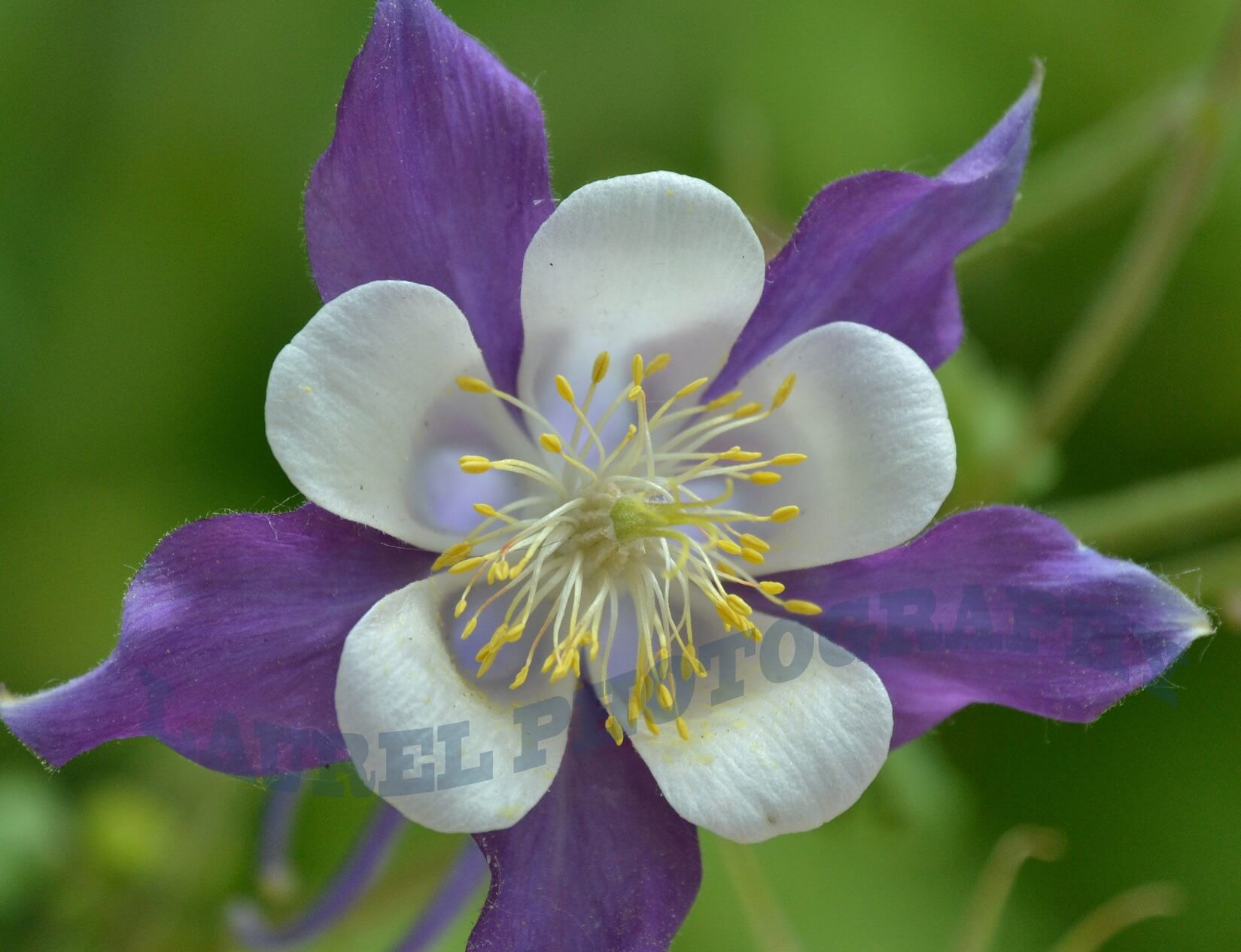 Columbine