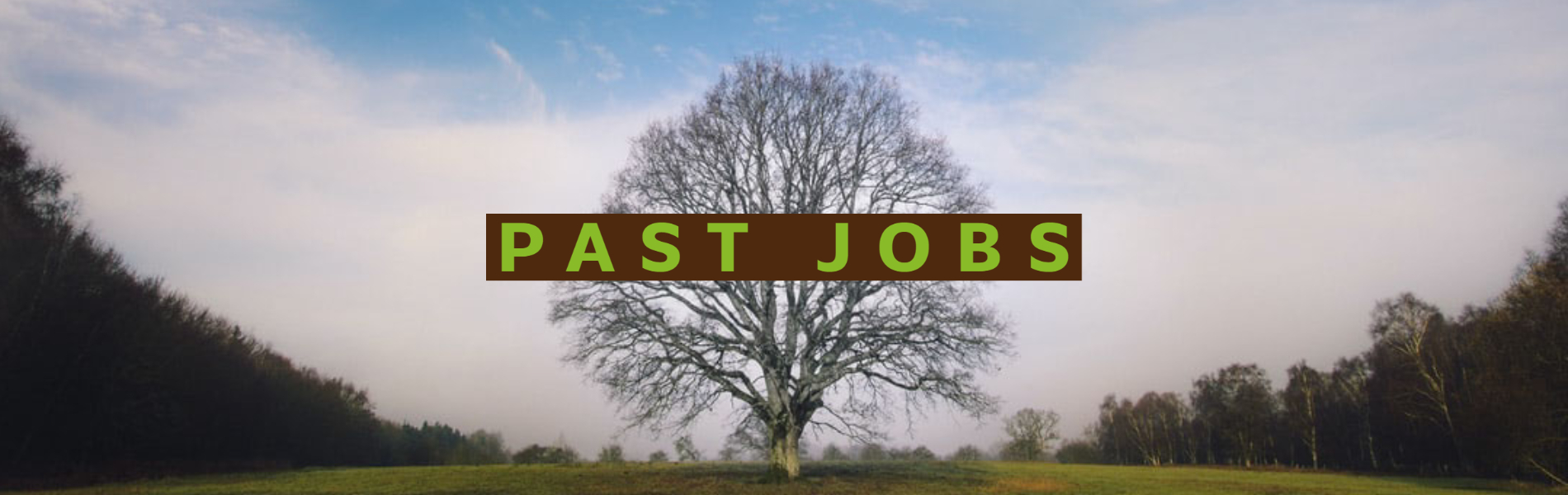 Past Jobs of Rhyno Tree Service in Littleton CO