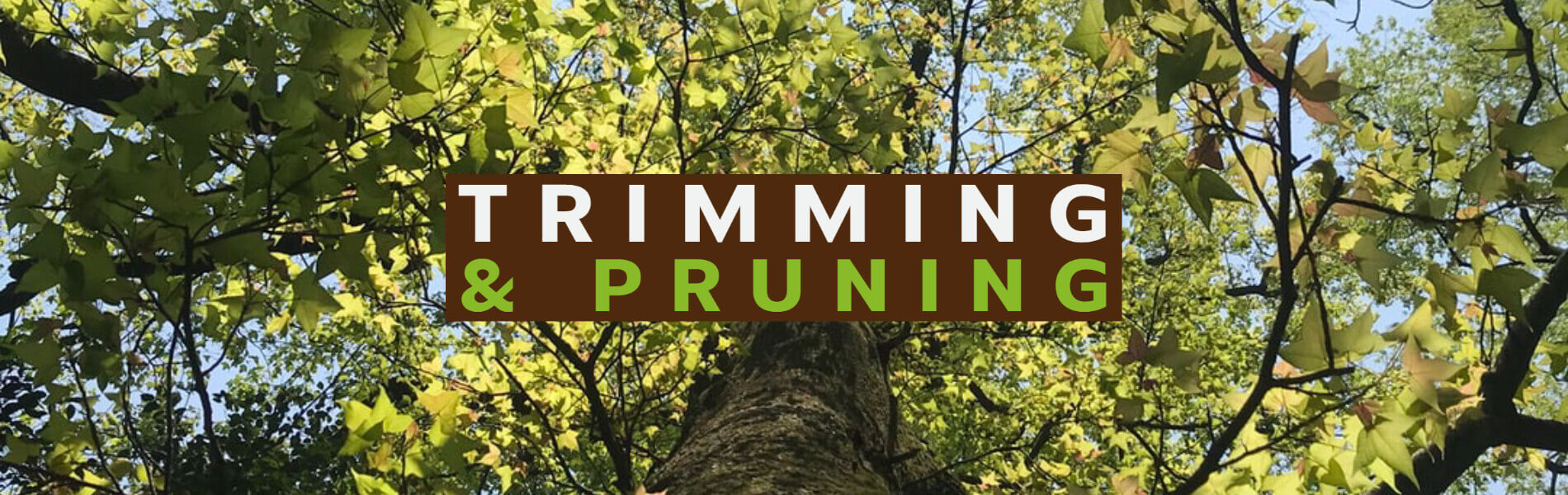 Trimming and pruning services offered by Rhyno Tree Service