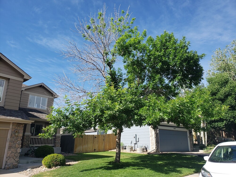 Littleton - Ash Removal & Stump Grind