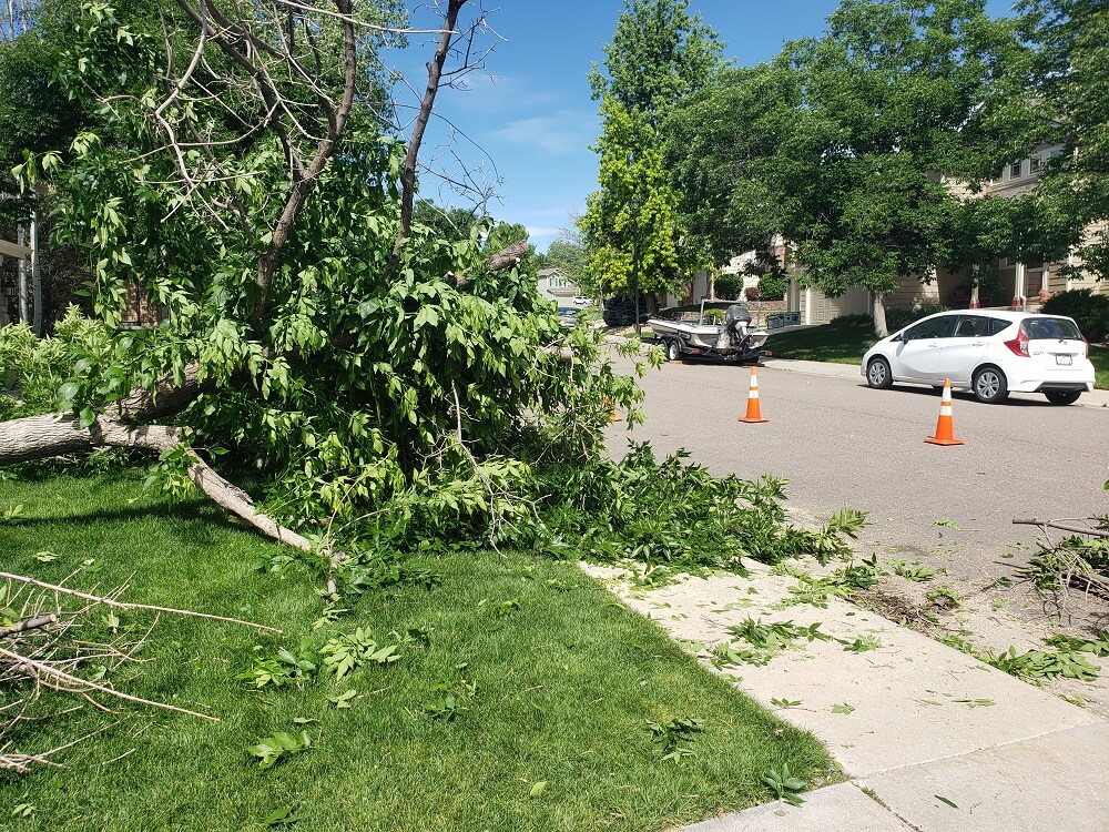 Littleton - Ash Removal & Stump Grind 4