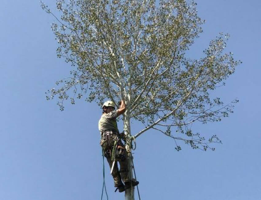 Tree removal services offered by Rhyno Tree Service